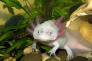 Axolotl, Hewan Imut Menyerupai Ikan Memiliki Sepasang Kaki Dan Tangan