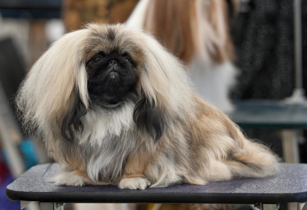 Mengenal Pekingese, Anjing Barongsai Imut Dari Cina